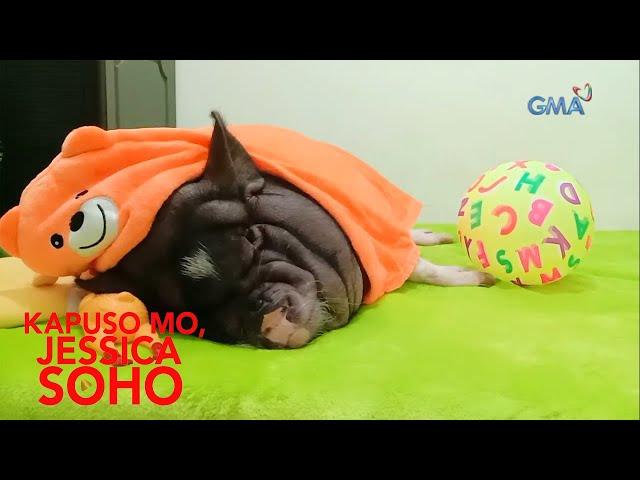 Kapuso Mo, Jessica Soho: MALUPET NA ALAGANG PETS!