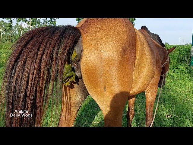 Horse Poop Videos, Female Horse Poop And Baby Horse Poop Videos | Animals Pooping At Rahmotpur