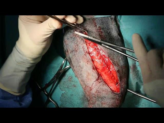 Femoral fracture plating in a dog