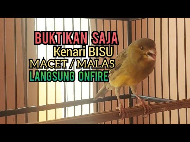 Kenari Gacor Cuit cuit Ngerol TAJAM, TERAPI AMPUH Kenari MACET, Pancingan Kenari Paud Belajar Bunyi