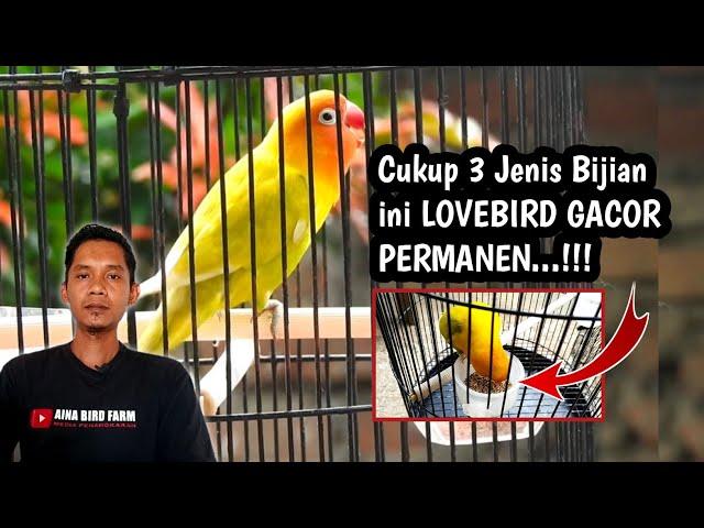 Rawatan Burung Lovebird Agar GACOR dan NGEKEK Panjang