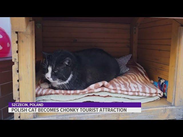 Meet Gacek: the Polish cat that became a chonky tourist attraction