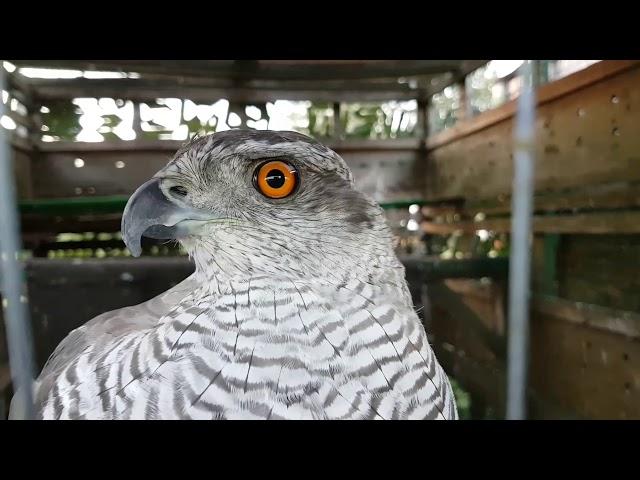 Funny goshawk.