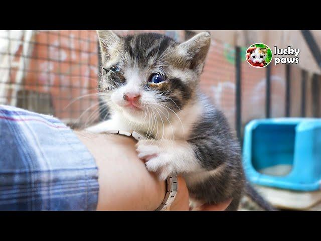 The Motherless Kitten Climbs on my Wrist and Begs me to Rescue Him.  | Lucky Paws