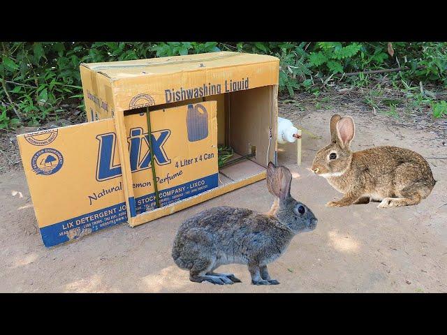 Creative Method Wild Rabbit Trap Using Cardboard Box And Plastic Bottle - Awesome Quick Rabbit Trap