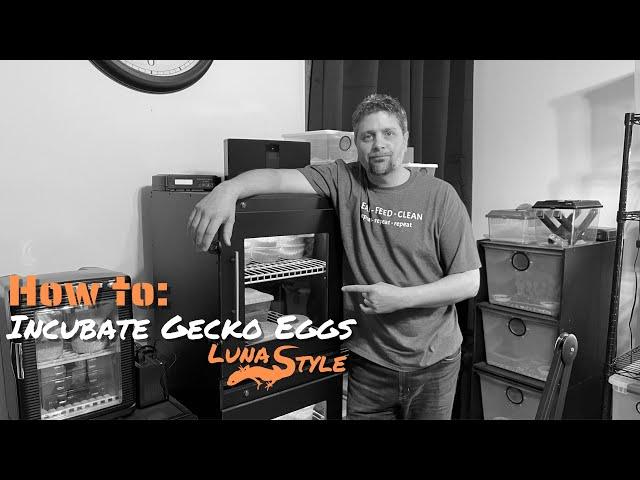 How To: Incubate Gecko Eggs Luna Style