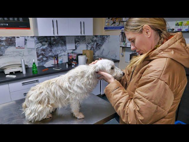 Heartbroken Scared Rescued Dog Chooses Woman As His New Mom