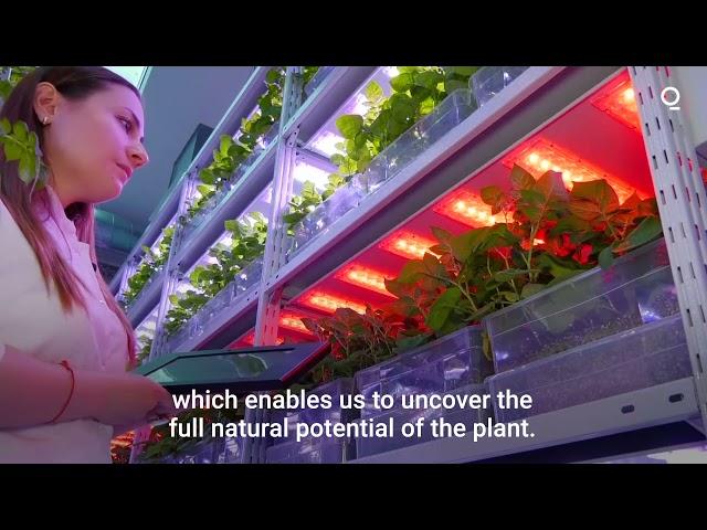 Russia's Vertical Farm Experiment