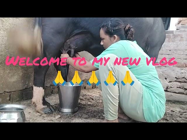 buffalo milking by hand