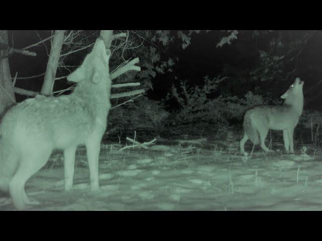 Howling coyotes on trail cam - KFLA region - by Chris Grooms