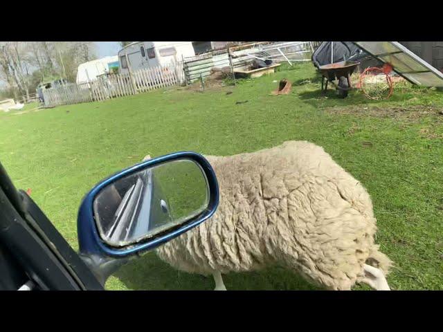 Our pet ram ramming my car ! One angry  sheep , even jumps in the back of the car