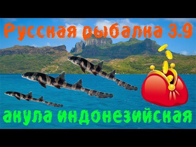 Русская рыбалка 3.99 Акула индонезийская. Цена!