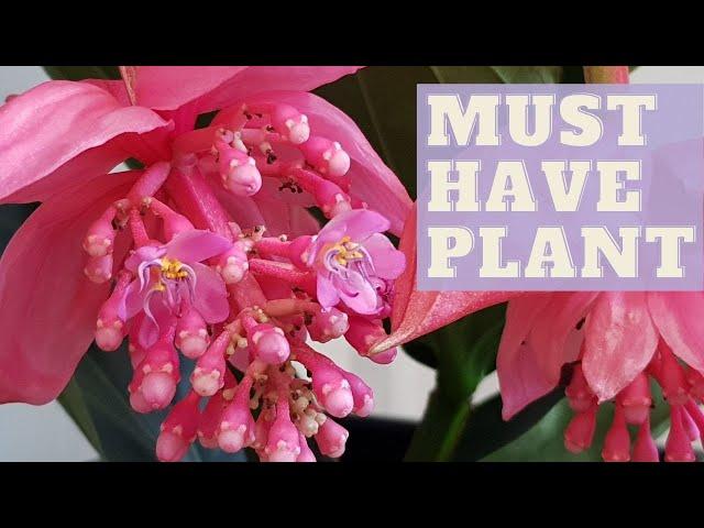 How To Grow MEDINILLA MAGNIFICA | Rose Grape Plant