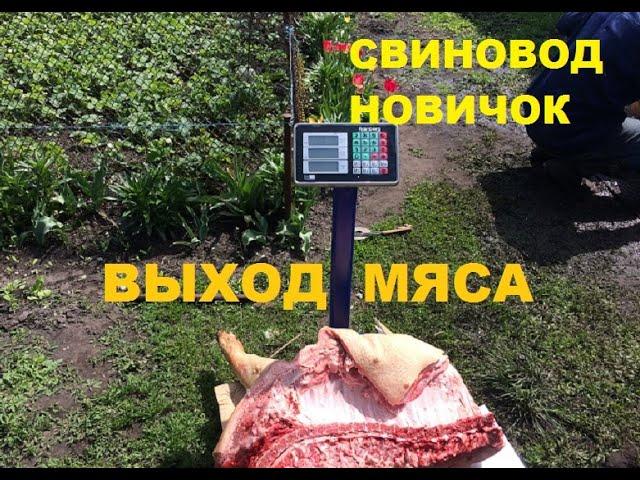 Выход мяса со свиньи-73%. Свиноводство. Свиньи.