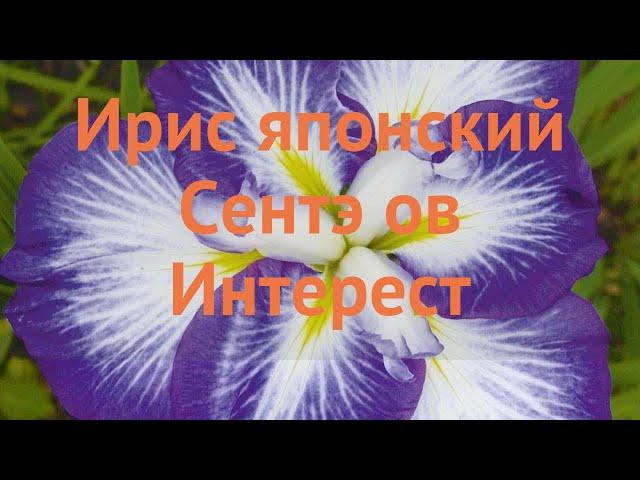 Ирис японский Сентэ ов Интерест (iris)  обзор: как сажать, саженцы ириса Сентэ ов Интерест