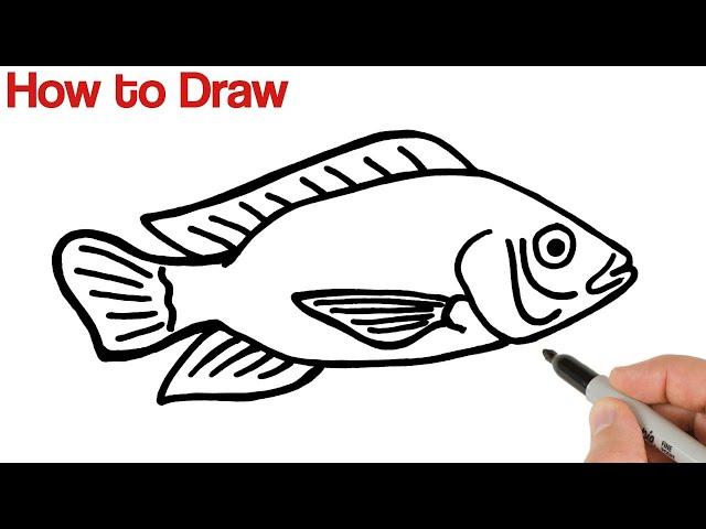 How to Draw Tilapia Fish Easy