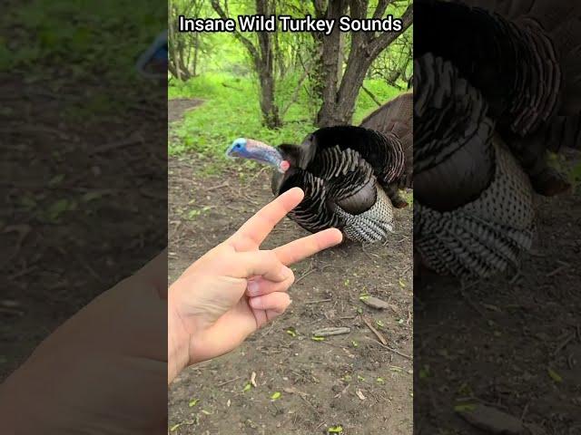 Insane Wild Turkey Sounds