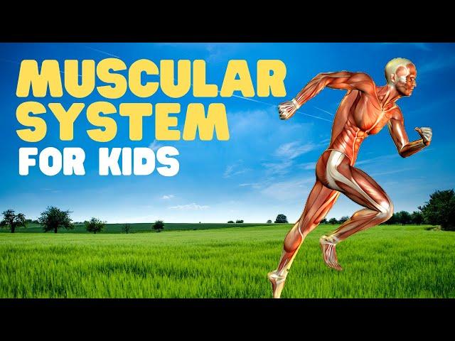 Muscular System for Kids | Muscles for kids | A fun intro to the muscular system