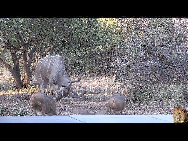 From My Patio - Kudu vs Warthog