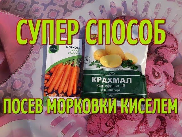 ПОСЕВ МОРКОВКИ КИСЕЛЕМ. Супер способ посадки моркови.