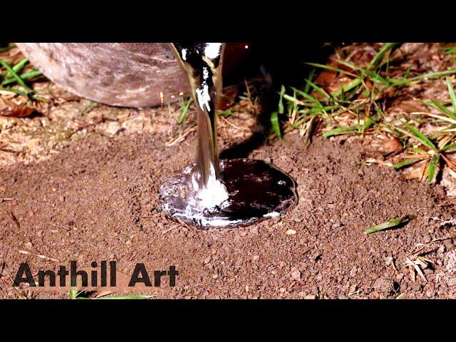 Casting a Carpenter Ant Colony with Molten Aluminum (Cast #110)