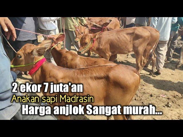 Harga sapi anakan Madrasin semakin murah di pasar tanah mirah 2021