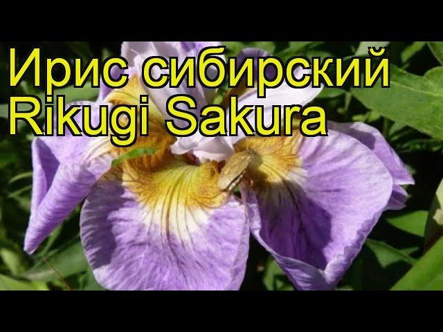 Ирис сибирский Рикуги Сакура. Краткий обзор, описание характеристик iris sibirica Rikugi Sakura