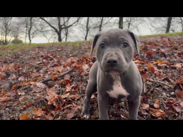 Join us on a walk with 3 staffy puppies and 7 Staffordshire Bull Terriers