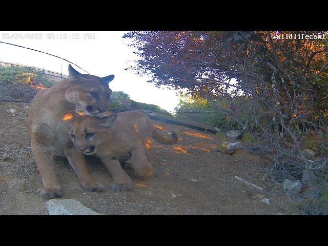 Mother and cub mountain lions in backyard, San Mateo, California 20220624