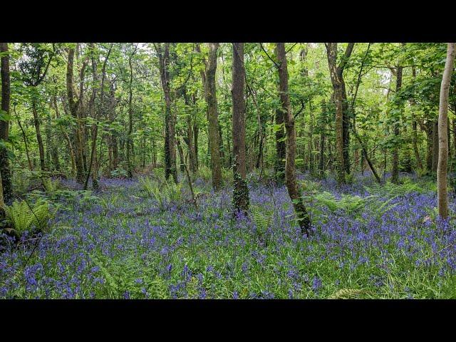 Illogan to Tehidy Woods, Cornwall