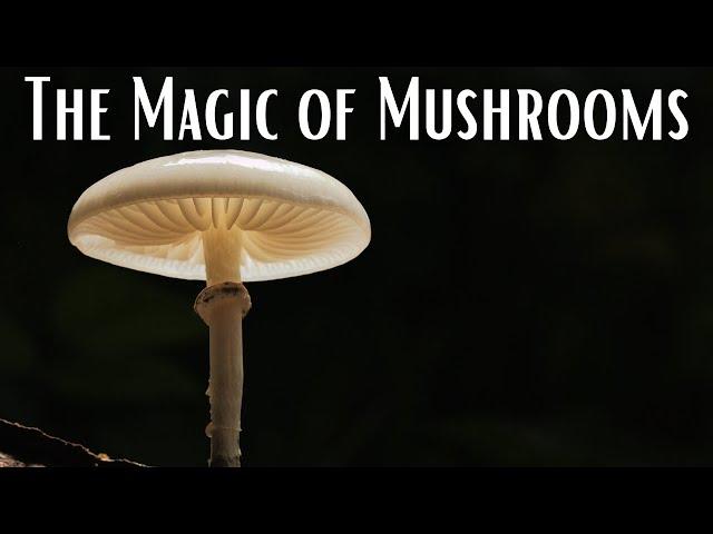 The Magic of Mushrooms