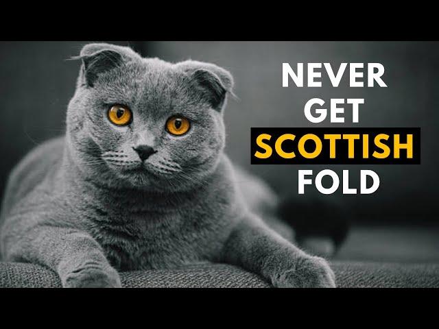 10 Secret Reasons Why You SHOULD NOT Get a Scottish Fold