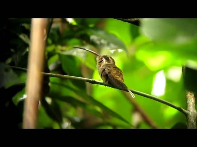 Long-billed Hermit - Phaethornis longirostris - Maceo, Magdalena Valley