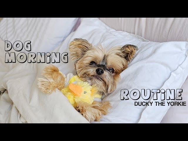 REALISTIC DOG MORNING ROUTINE, WALK & FOOD, ETC