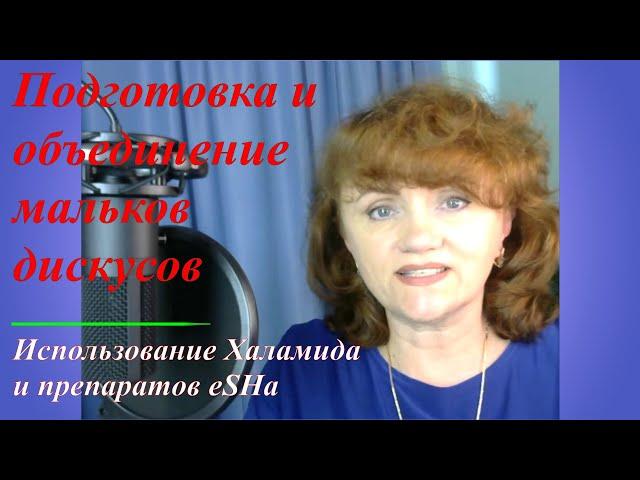 Подготовка и объединение мальков дискусов. Использование Халамида и препаратов eSHa.#решисьивоплощай