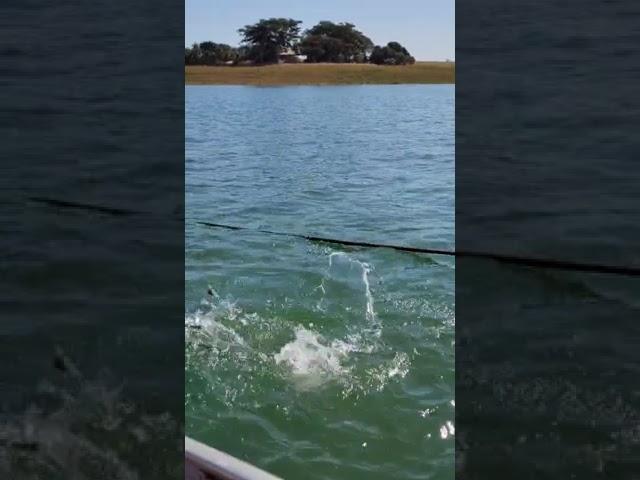 pescadores de arroio