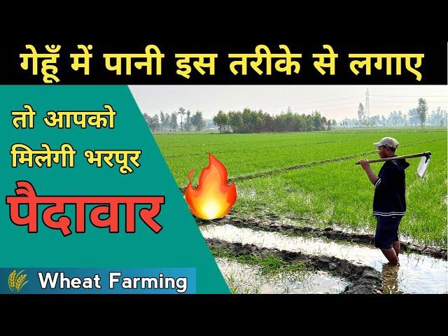 गेहूं की फ़सल में पानी इस तरीके से लगाए तो आपको मिलेगी दुगनी पैदावार |Water Management In Wheat Crop