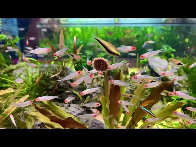 Rare Platinum Rummynose Tetras