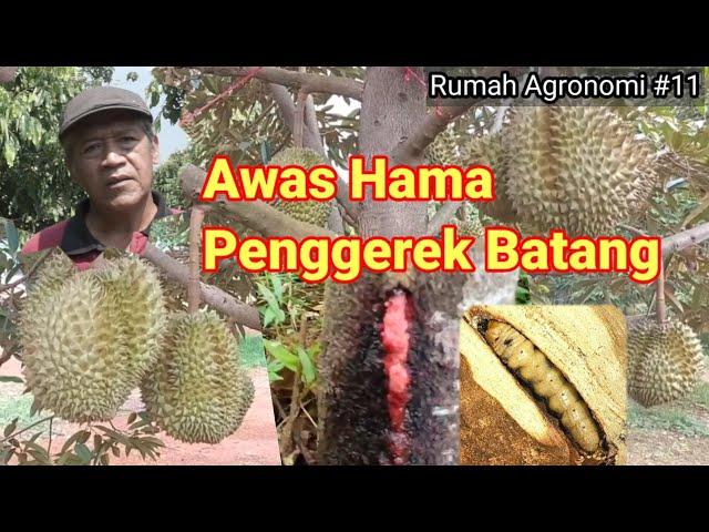 Cara pengendalian hama penggerek batang tanaman durian