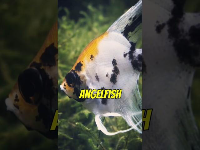 More Fun Facts about the Angelfish #angelfish #aquarium #fishtank