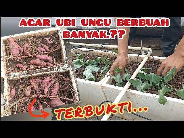 cara menanam ubi jalar ungu di box bekas.!!! sampe panen melimpah.#ubi #ubiungu #garden