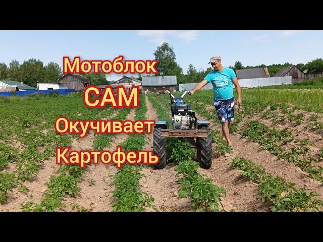 Второе окучивание картофеля мотоблоком НЕВА МБ-2