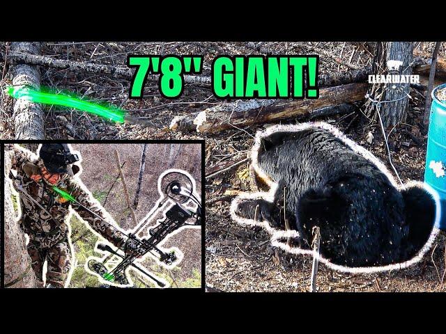 MONSTER BEAR WITH BOW! - 7 foot 8 Manitoba Black Bear