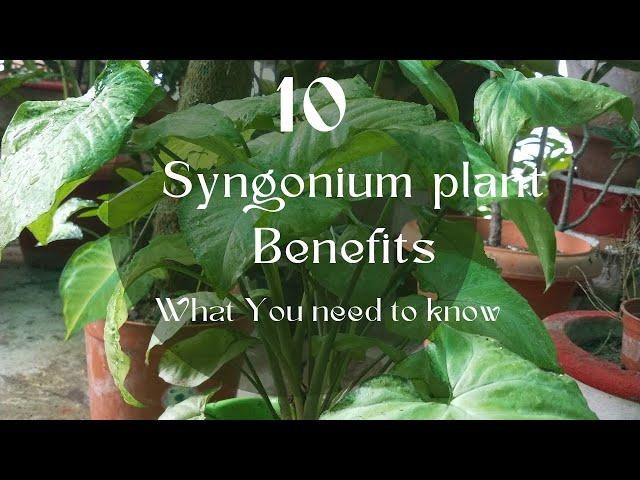 10 Syngonium Plant Benefits - What You Need to Know