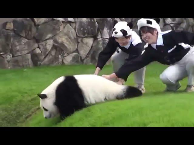 Панда развлекается) Смешное видео | Panda. Fun video