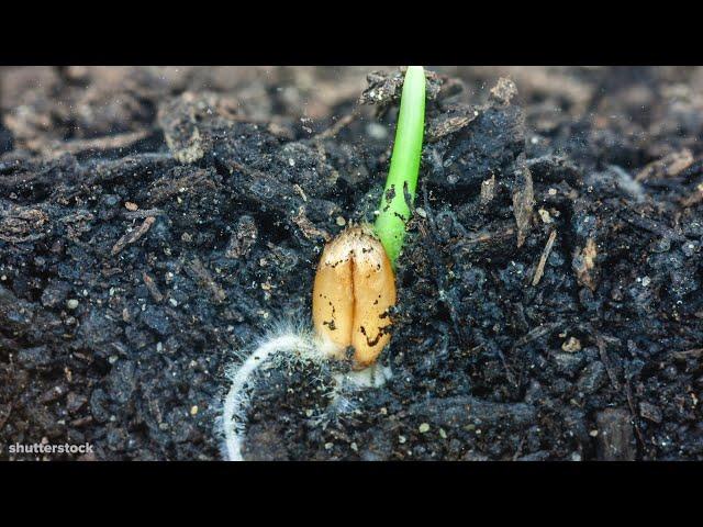 I Could Watch Time Lapses Of Seeds Growing All Day