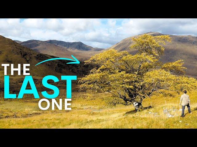 Scotland's Fairytale Tree is Fighting Back