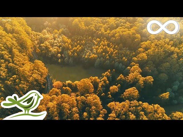 Beautiful Relaxing Music • Calm Piano Music & Guitar Music with Birds Singing