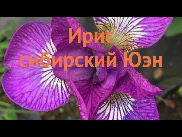 Ирис сибирский Юэн (iris sibirica yuen)  сибирский ирис Юэн обзор: как сажать, луковицы ириса Юэн