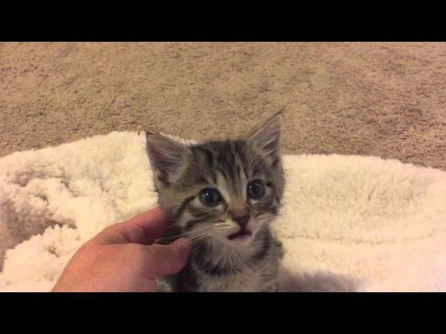 I chat with a 3 week old kitten